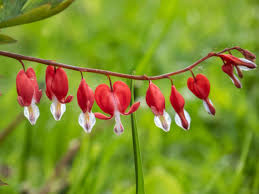 Red Bleeding Heart Flower Seeds for Planting - Sun Loving, Heirloom & Non-GMO, 100pcs, High Germination