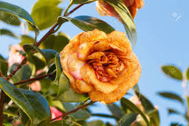 Brown Camellia Flower Seeds for Planting - Easy to Grow, Heirloom, Non-GMO, High Germination, 100pcs