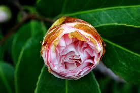 Brown Camellia Flower Seeds for Planting - Easy to Grow, Heirloom, Non-GMO, High Germination, 100pcs