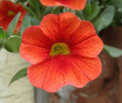 Orange Calibrachoa Flower Seeds for Planting - Hardy Variety, Heirloom, Non-GMO, High Germination, 100pcs
