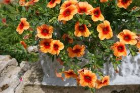 Orange Calibrachoa Flower Seeds for Planting - Hardy Variety, Heirloom, Non-GMO, High Germination, 100pcs