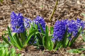 Blue Hyacinth Flower Seeds for Planting - Perfect for Borders, Heirloom, Non-GMO, High Germination, 100pcs