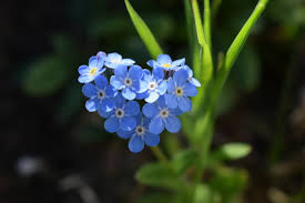 Forget Me Not Flower Seeds for Planting - Long Bloom Season, Heirloom, Non-GMO, High Germination, 100pcs