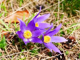 Violet Pasque Flower Seeds for Planting - Pollinator Friendly, Heirloom, Non-GMO, High Germination, 100pcs