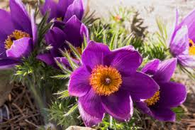 Violet Pasque Flower Seeds for Planting - Pollinator Friendly, Heirloom, Non-GMO, High Germination, 100pcs