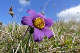 Violet Pasque Flower Seeds for Planting - Pollinator Friendly, Heirloom, Non-GMO, High Germination, 100pcs