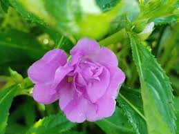 Purple Balsamine Flower Seeds for Planting - Drought Tolerant, Heirloom, Non-GMO, High Germination, 100pcs