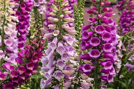 Digitalis Flower Seeds for Planting - Shade Tolerant, Heirloom & Non-GMO, 100pcs, High Germination