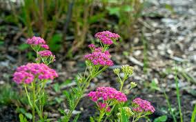 Pink Cerise Yarrow Flower Seeds for Planting - Colorful Display, Heirloom, Non-GMO, High Germination, 100pcs
