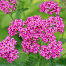 Pink Cerise Yarrow Flower Seeds for Planting - Colorful Display, Heirloom, Non-GMO, High Germination, 100pcs