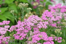 Pink Cerise Yarrow Flower Seeds for Planting - Colorful Display, Heirloom, Non-GMO, High Germination, 100pcs
