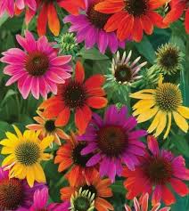 Mixed ConeFlower Seeds for Planting - Low Maintenance, Heirloom, Non-GMO, High Germination, 100pcs