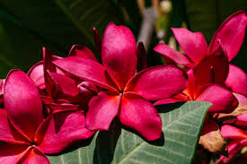 Dark Pink Frangipani Flower Seeds for Planting - Cottage Garden Essential, Heirloom, Non-GMO, High Germination, 100pcs