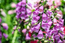 Digitalis Flower Seeds for Planting - Shade Tolerant, Heirloom & Non-GMO, 100pcs, High Germination
