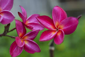 Dark Pink Frangipani Flower Seeds for Planting - Cottage Garden Essential, Heirloom, Non-GMO, High Germination, 100pcs