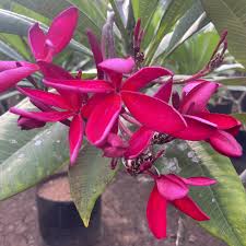 Dark Pink Frangipani Flower Seeds for Planting - Cottage Garden Essential, Heirloom, Non-GMO, High Germination, 100pcs