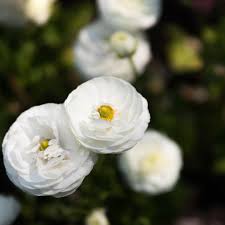 White Purple Ranunculus Flower Seeds for Planting - Cut Flower Favorite, Heirloom, Non-GMO, High Germination, 100pcs