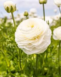 White Purple Ranunculus Flower Seeds for Planting - Cut Flower Favorite, Heirloom, Non-GMO, High Germination, 100pcs