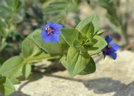 Blue Pimpernel Anagallis Flower Seeds for Planting - Wildflower Mix, Heirloom, Non-GMO, High Germination, 100pcs