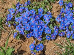 Blue Pimpernel Anagallis Flower Seeds for Planting - Wildflower Mix, Heirloom, Non-GMO, High Germination, 100pcs