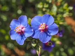 Blue Pimpernel Anagallis Flower Seeds for Planting - Wildflower Mix, Heirloom, Non-GMO, High Germination, 100pcs