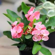 Pink Green Euphorbia Milii Flower Seeds for Planting - Seasonal Bloomer, Heirloom, Non-GMO, High Germination, 100pcs
