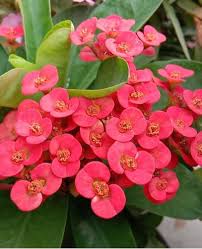 Pink Green Euphorbia Milii Flower Seeds for Planting - Seasonal Bloomer, Heirloom, Non-GMO, High Germination, 100pcs