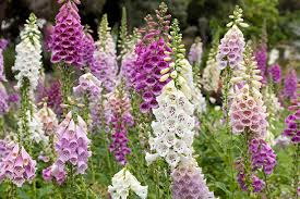 Digitalis Flower Seeds for Planting - Shade Tolerant, Heirloom & Non-GMO, 100pcs, High Germination