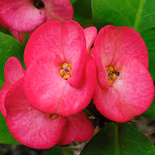 Pink Green Euphorbia Milii Flower Seeds for Planting - Seasonal Bloomer, Heirloom, Non-GMO, High Germination, 100pcs