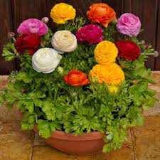 Ranunculus Persian Buttercup Flower Seeds for Planting - Sun Loving, Heirloom, Non-GMO, High Germination, 100pcs