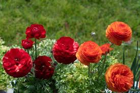 Ranunculus Persian Buttercup Flower Seeds for Planting - Sun Loving, Heirloom, Non-GMO, High Germination, 100pcs
