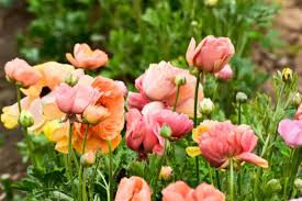 Ranunculus Persian Buttercup Flower Seeds for Planting - Sun Loving, Heirloom, Non-GMO, High Germination, 100pcs