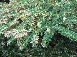 Abies Koreana Flower Seeds for Planting - Shade Tolerant, Heirloom, Non-GMO, High Germination, 100pcs