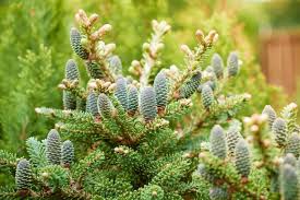 Abies Koreana Flower Seeds for Planting - Shade Tolerant, Heirloom, Non-GMO, High Germination, 100pcs