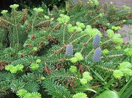 Abies Koreana Flower Seeds for Planting - Shade Tolerant, Heirloom, Non-GMO, High Germination, 100pcs