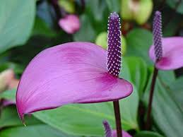 Violet Anthurium Andraeanum Flower Seeds for Planting - Premium Quality, Heirloom, Non-GMO, High Germination