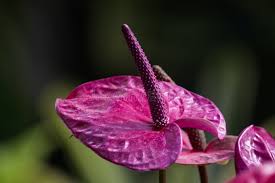 Violet Anthurium Andraeanum Flower Seeds for Planting - Premium Quality, Heirloom, Non-GMO, High Germination