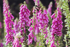 Digitalis Flower Seeds for Planting - Shade Tolerant, Heirloom & Non-GMO, 100pcs, High Germination