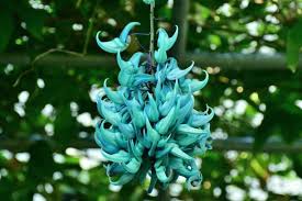 Strongylodon Flower Seeds for Planting – Vibrant Colors, Heirloom, Non-GMO, High Germination, 100pcs