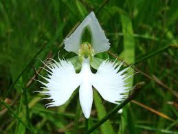 Japanese Radiata Flower Seeds for Planting – Easy to Grow, Heirloom, Non-GMO, High Germination, 100pcs