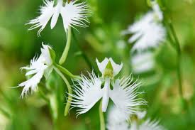 Japanese Radiata Flower Seeds for Planting – Easy to Grow, Heirloom, Non-GMO, High Germination, 100pcs