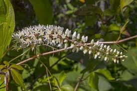 White Sweetspire Flower Seeds for Planting | Heirloom Non-GMO Organic Garden Seeds | Sun Loving, 100pcs