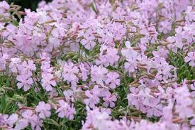 Saponaria Flower Seeds for Planting – Bright Blooms, Heirloom, Non-GMO, High Germination, 100pcs