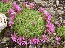 Saponaria Flower Seeds for Planting – Bright Blooms, Heirloom, Non-GMO, High Germination, 100pcs