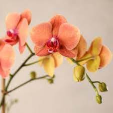 Peach Phalaenopsis Orchid Flower Seeds for Planting – Perfect for Borders, Heirloom, Non-GMO, High Germination, 100pcs