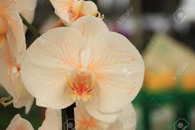 Peach Phalaenopsis Orchid Flower Seeds for Planting – Perfect for Borders, Heirloom, Non-GMO, High Germination, 100pcs