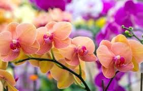 Peach Phalaenopsis Orchid Flower Seeds for Planting – Perfect for Borders, Heirloom, Non-GMO, High Germination, 100pcs