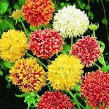 Mixed Gaillardia Lorenziana Flower Seeds for Planting – Long Bloom Season, Heirloom, Non-GMO, High Germination, 100pcs