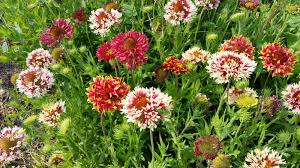 Mixed Gaillardia Lorenziana Flower Seeds for Planting – Long Bloom Season, Heirloom, Non-GMO, High Germination, 100pcs