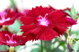 Red William Flower Seeds for Planting – Compact Growth, Heirloom, Non-GMO, High Germination, 100pcs